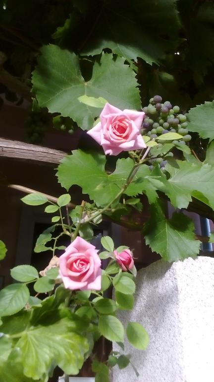 Yelena Rose West Apartment